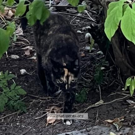 Photo 1/1 Lola Chat perdu à Sainte julie