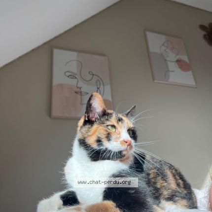 Photo 1/1 Pralyne Chat perdu à Chateauneuf du faou