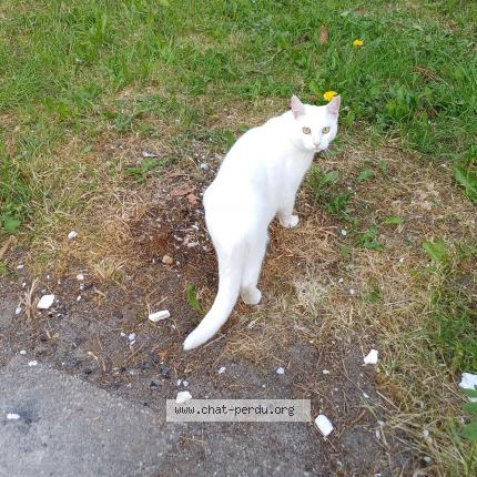 Photo de chat perdu à Menil Froger