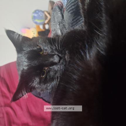 Photo 1/1 Biggie Chat perdu à North little rock