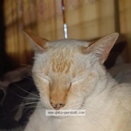 Photo 1/1 Mitesh Chat perdu à Quito