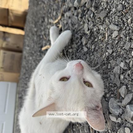 Photo 1/1 Sitka Chat perdu à Cavan