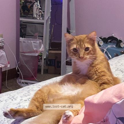 Photo 1/1 OJ Chat perdu à Matthews