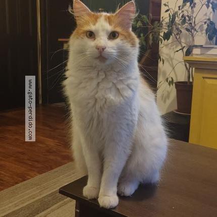 Photo 1/1 Leonardo pero le decimos chico Chat perdu à Talcahuano