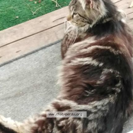 Photo 1/1 Querre Chat perdu à Saint maurice de poinsat