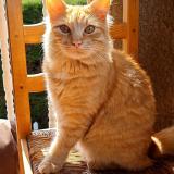 Photo de chat perdu à Courniou
