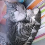 Photo de chat perdu à Montpellier