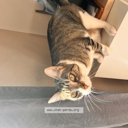 Photo de chat perdu à Fleury Les Aubrais