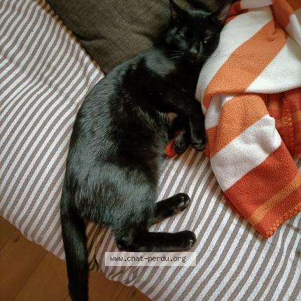 Photo de chat perdu à Le Cannet