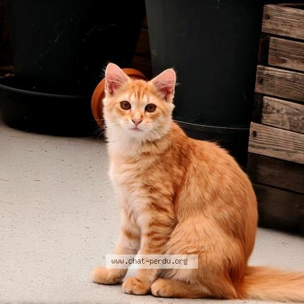 Photo 1/1 Ob&eacute;lix Chat perdu à Saint cere