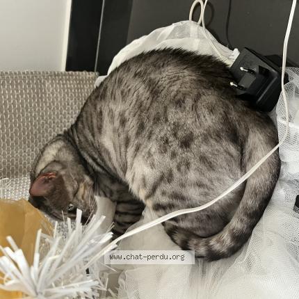 Photo 1/1 Louis Chat perdu à Allonne