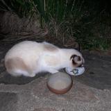 Photo de chat trouvé à Saint Julien Le Petit