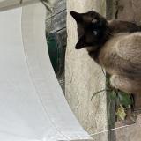 Photo de chat trouvé à Richelieu