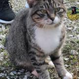 Photo de chat trouvé à Brotte Les Ray