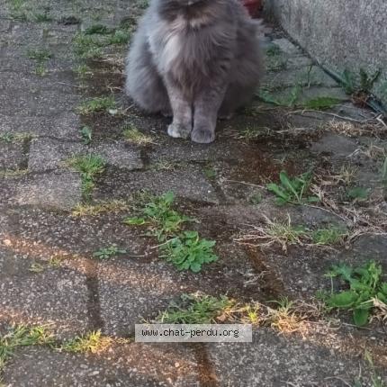 Photo 1/1 Yumi Chat perdu à Briec