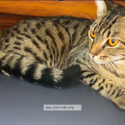 Photo 1/1 MAYURA Chat perdu à Delhi