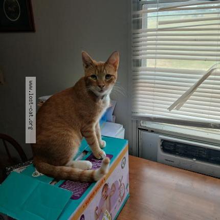 Photo 1/1 Sunny Chat perdu à Mccrory