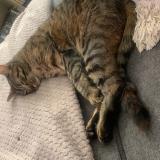 Photo de chat perdu à Chirens