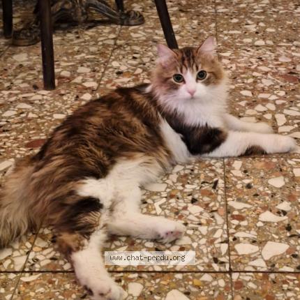 Photo 1/1 Chat retrouvé Perdu à Paris