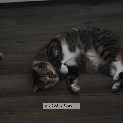 Photo 1/1 Lola Chat perdu à Morrisville