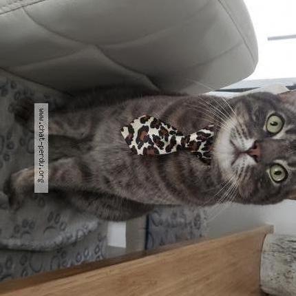 Photo 1/1 Ti gris Chat perdu à Saint jerome