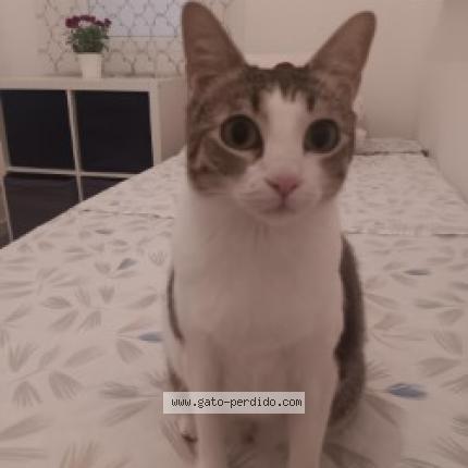 Photo 1/1 Leire Chat perdu à Gava