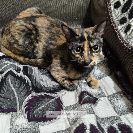 Photo 1/1 Kaali Chat perdu à In ballabgarh faridabad