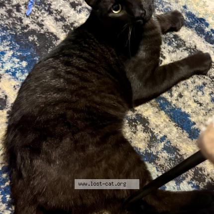 Photo 1/1 Mr. Meow Meow Chat perdu à Mcclure