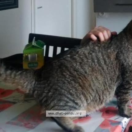 Photo 1/1 Homale Chat perdu à Carvin