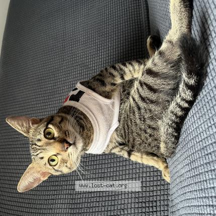 Photo 1/1 Righour Chat perdu à Pili