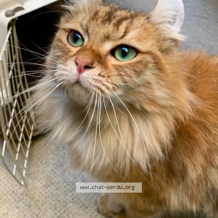 Photo 1/1 Chat retrouvé Trouvé à Marseille
