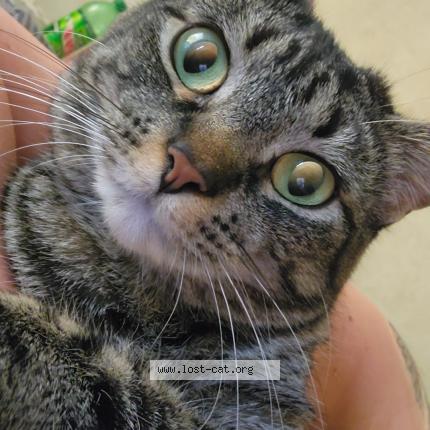 Photo 1/1 Ava Chat perdu à Grandview