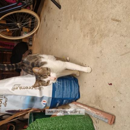 Photo 1/1 Chat trouvé Trouvé à Saint jacques de la lande