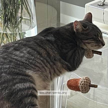 Photo de chat perdu à Nantes