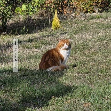 Photo 1/1 Chat trouvé Trouvé à Crach