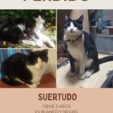 Photo de chat perdu à Boulogne