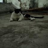 Photo de chat perdu à Patna