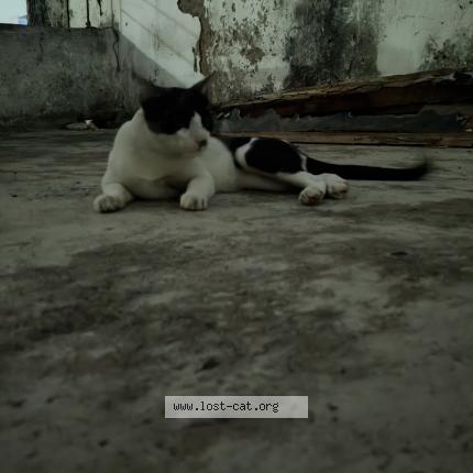 Photo 1/1 Maaira Chat perdu à Patna