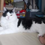 Photo de chat perdu à Montpellier
