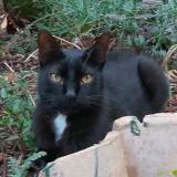 Photo de chat perdu à Clermont L Herault