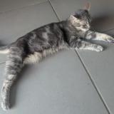 Photo de chat perdu à Montpellier
