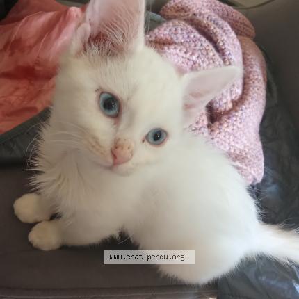 Photo 1/1 Octavia Chat perdu à Revigny sur ornain