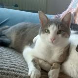 Photo de chat perdu à Moirans