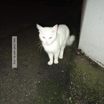 Photo 1/1 Chat trouvé Trouvé à Hennebont