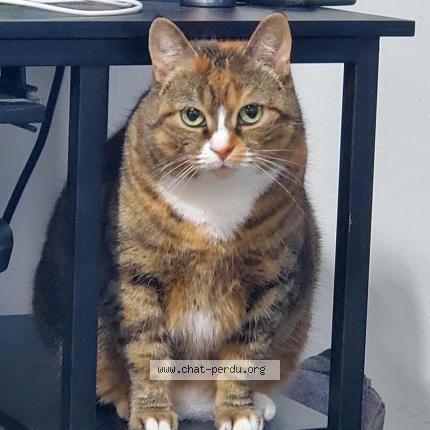 Photo 1/1 Ashley Chat perdu à Saint georges