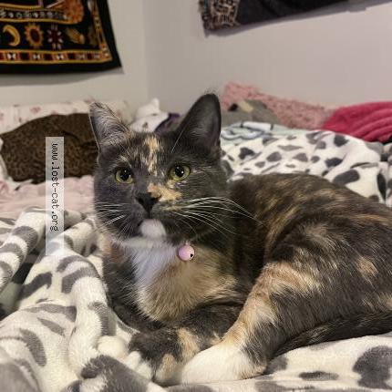 Photo 1/1 Bandit Chat perdu à Supply