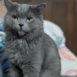 Photo de chat perdu à Lucknow