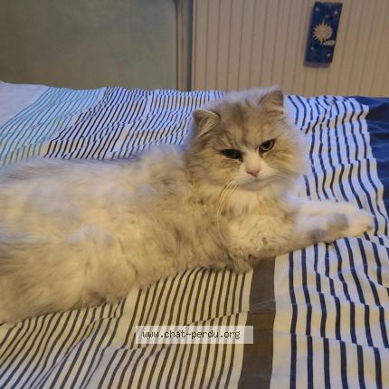 Photo 1/1 Chipie Chat perdu à La bassee