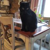 Photo de chat perdu à Tignieu Jameyzieu