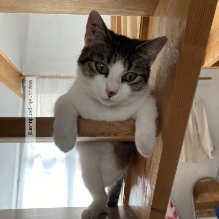 Photo 1/1 Noiretblanc Chat perdu à Orleans